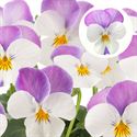 Afbeelding van Viola P9 kleinbloemig Rose Wing